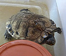 Joop de schildpad